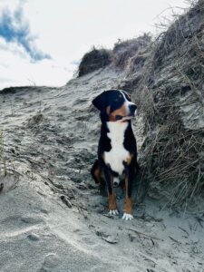 Koda zwischen den Dünen