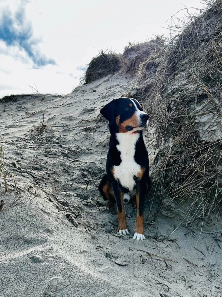 Koda zwischen den Dünen