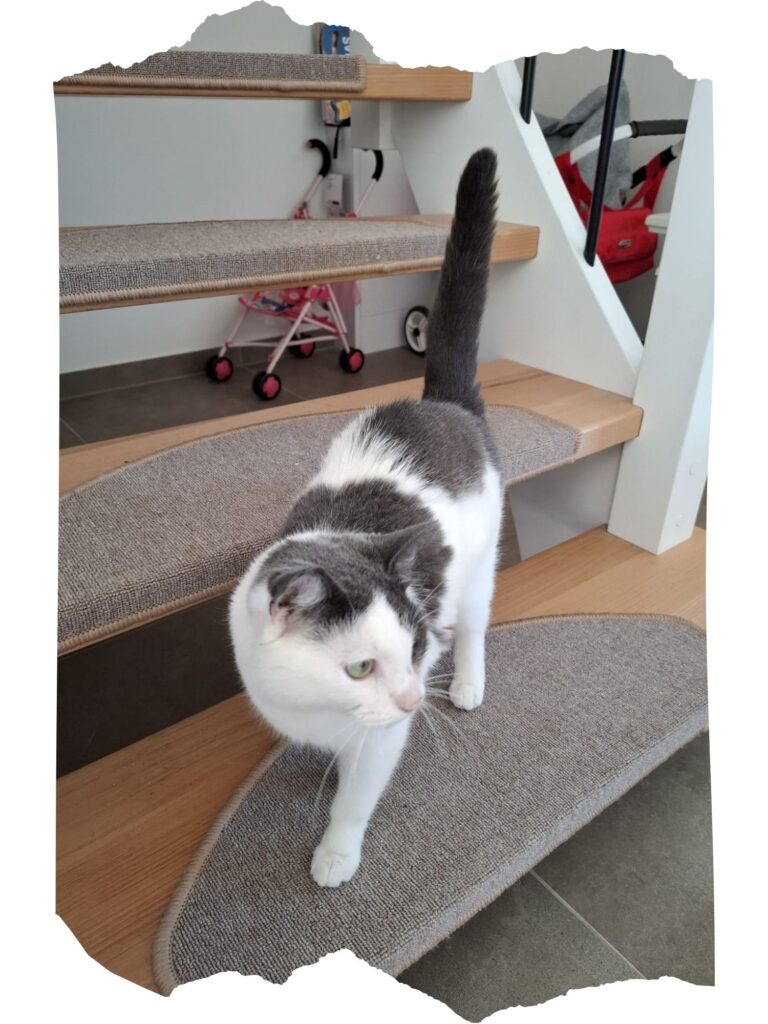 Katze Flecki