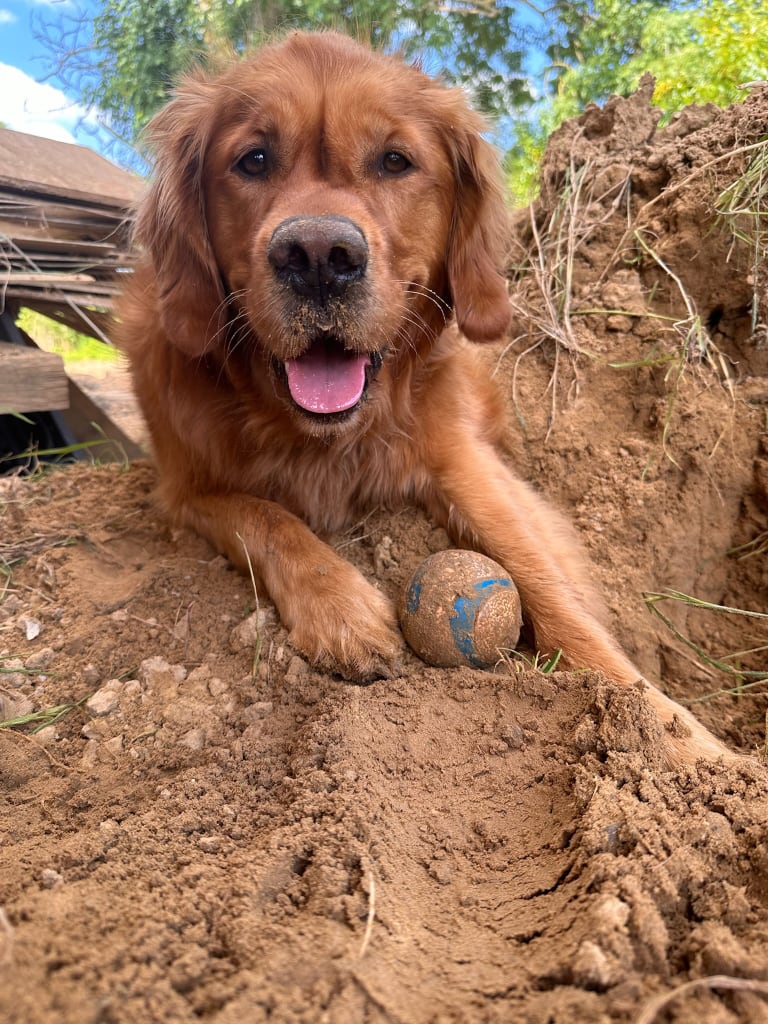 Charlie voller Sand mit seinem Ball