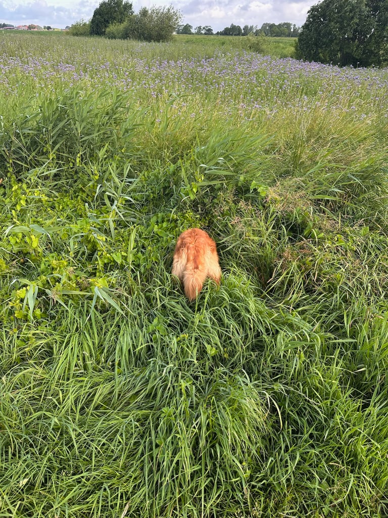 Charlies Popo im Hasenbau