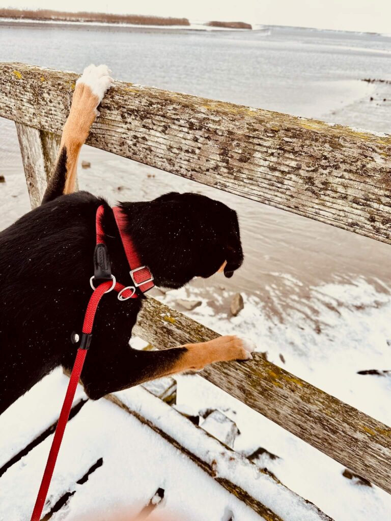 Koda schaut von der verschneiten Brücke