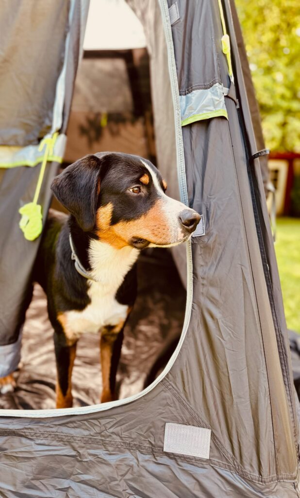 Koda schaut aus dem Zelt