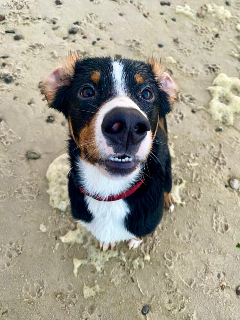 Koda mit umgeklappten Ohren am Strand